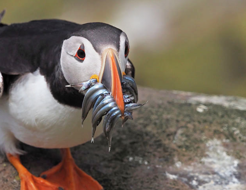 Kowa TSN-501 avec zoom 20-40x