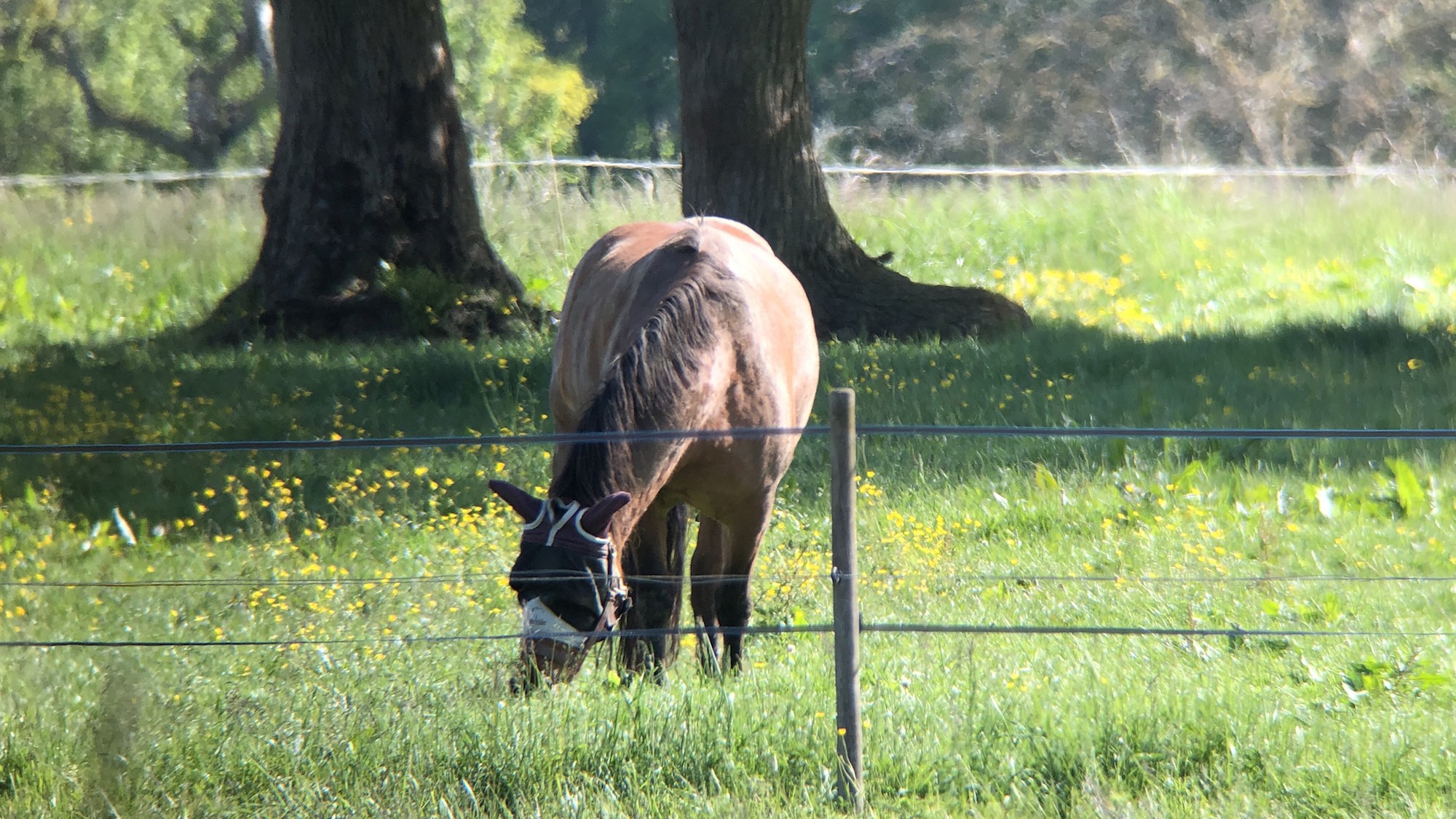 Nilta PhoneScoper-XY - Bleu