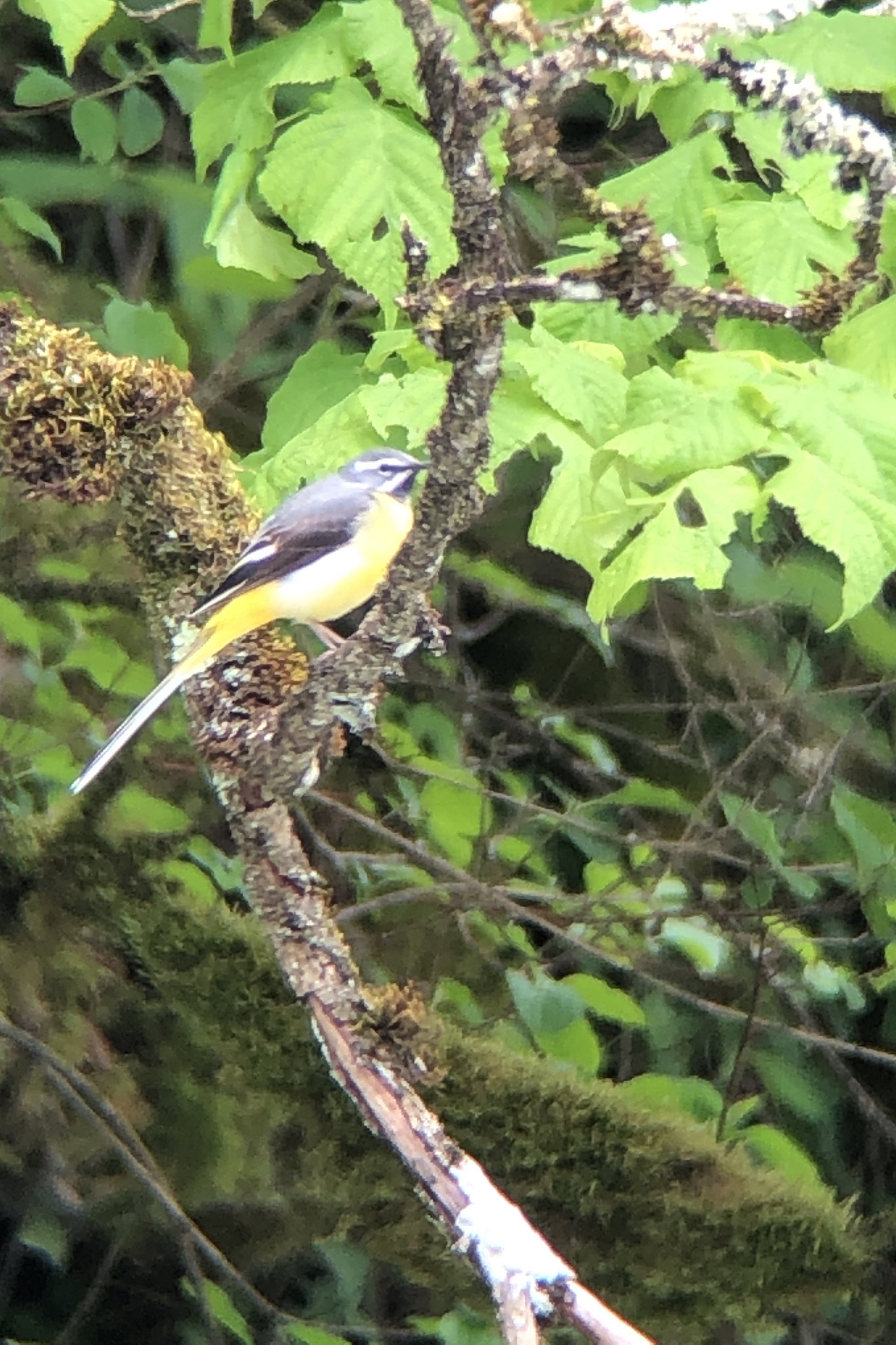 Nilta PhoneScoper-XY - Jaune