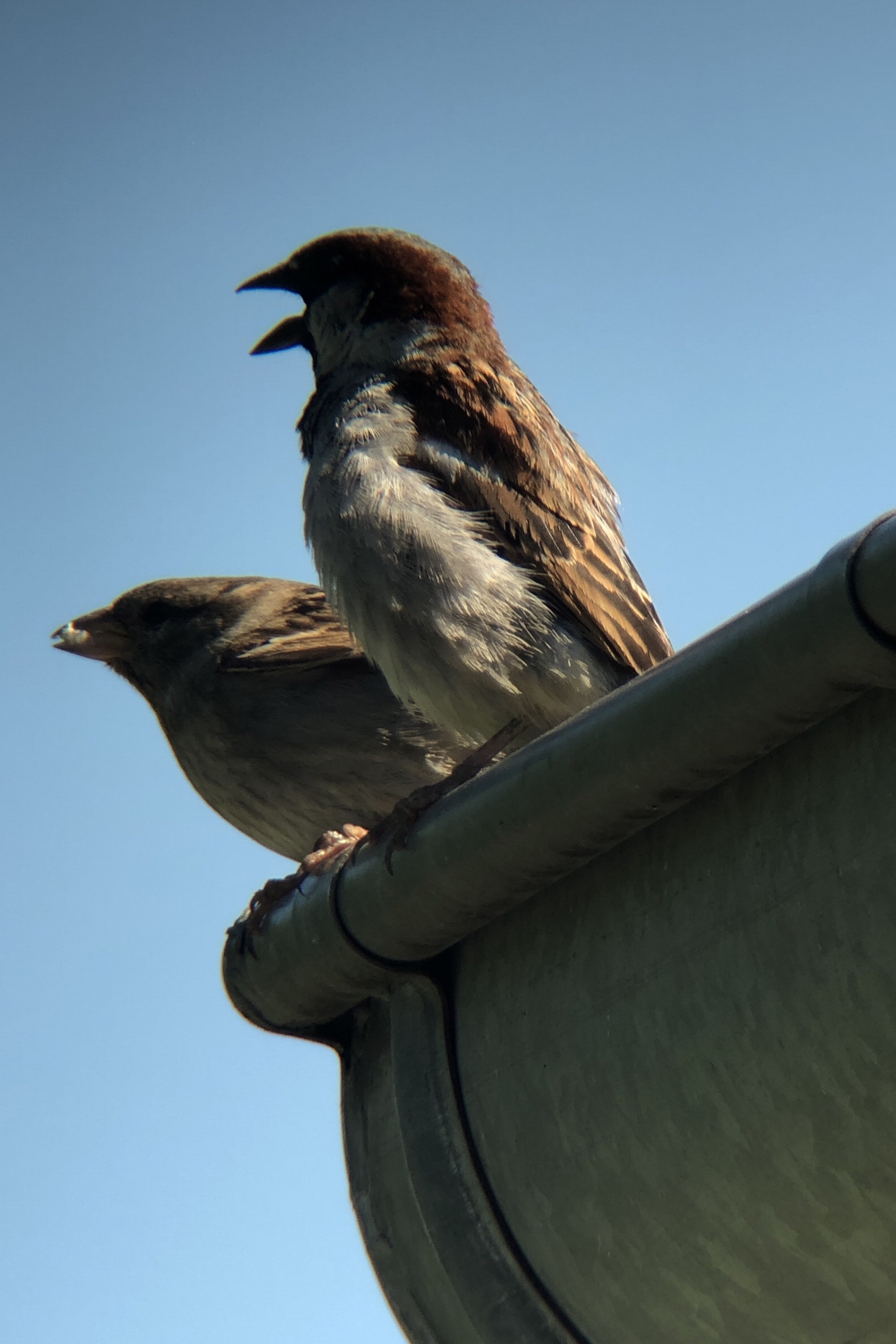 Nilta PhoneScoper-XY -Gris