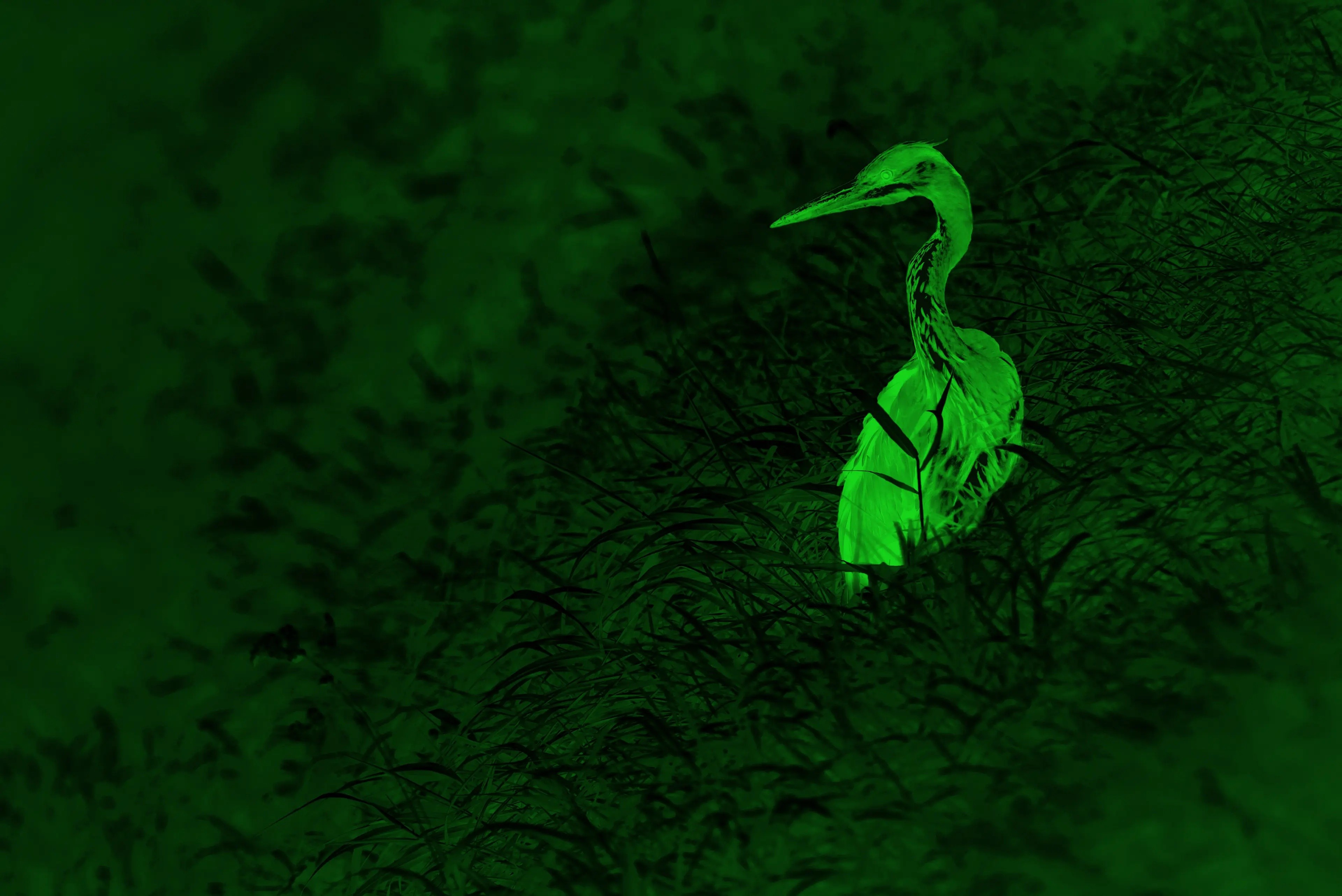 Leica - Calonox 2 View