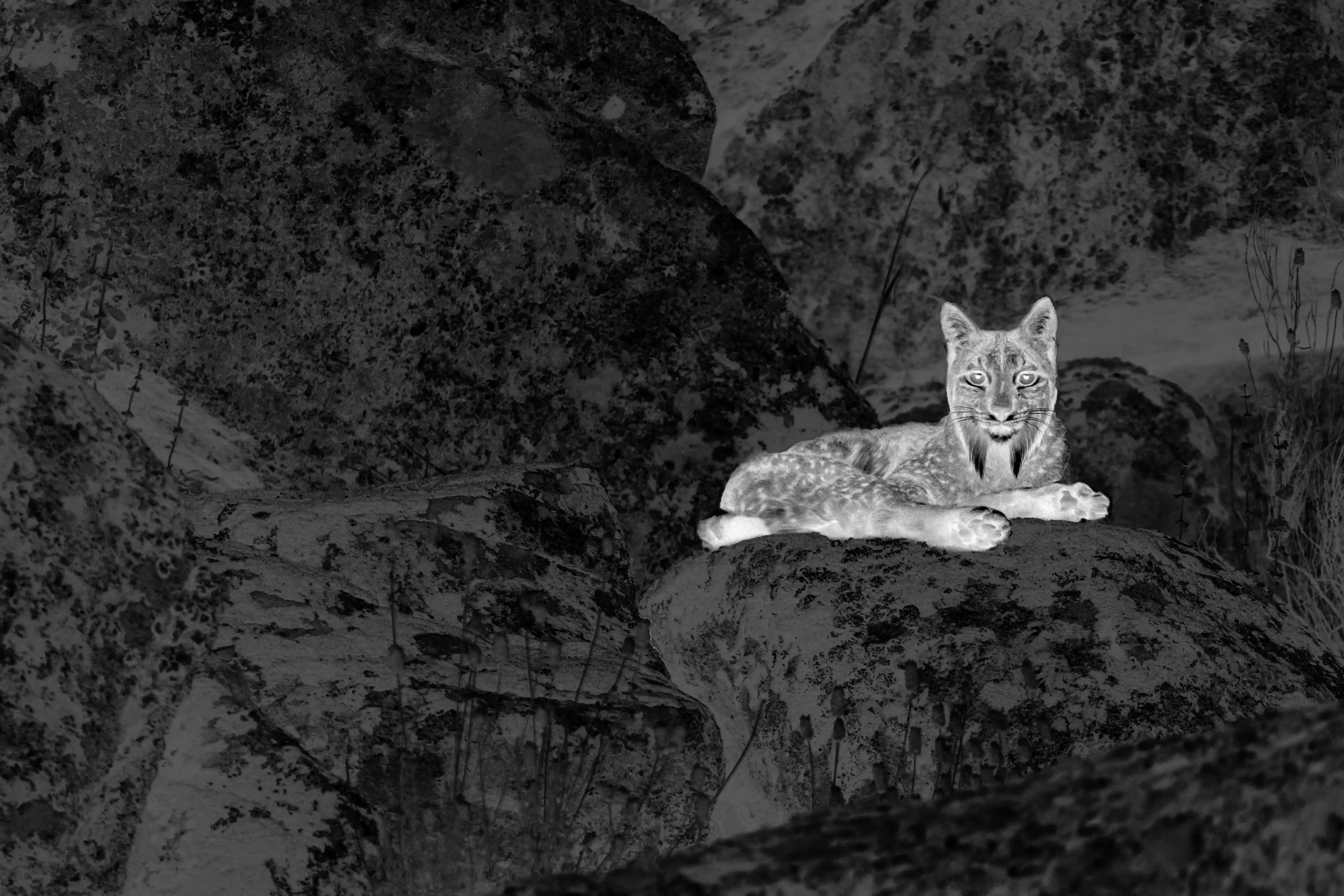 Leica - Calonox 2 View