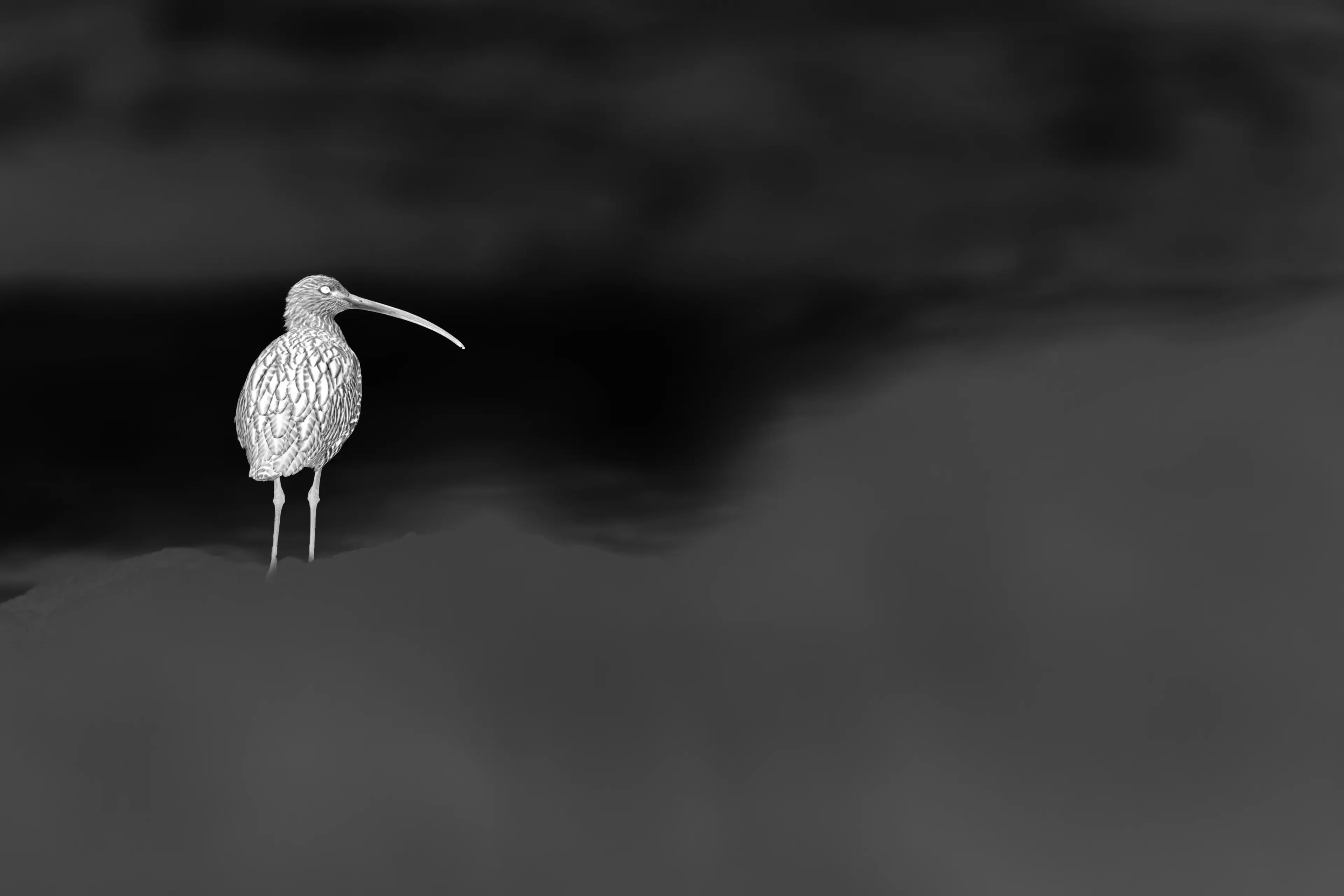 Leica Ultravid 8x20 BR