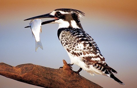 Zeiss VICTORY HT 8x54